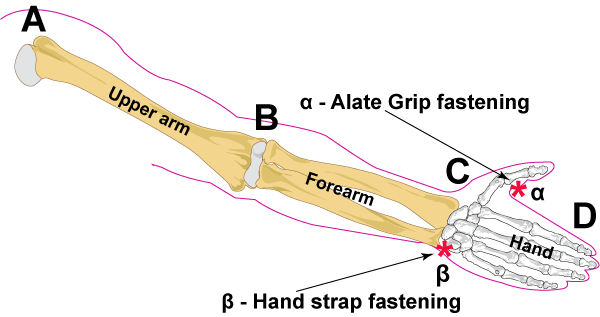 Left arm